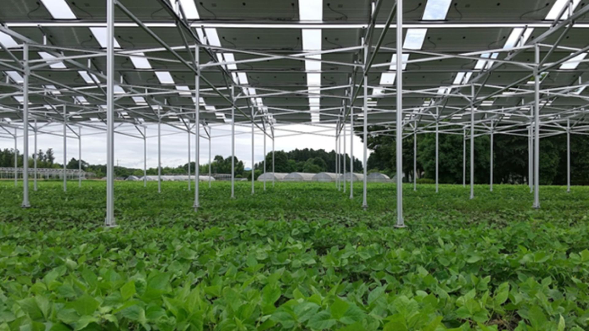 みんな電力、コーポレートPPAを組み合せた法人向け新料金プランを開始